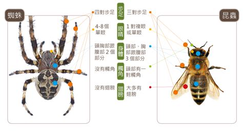 蜘蛛 代表|蛛事吉祥——家中常見蜘蛛篇